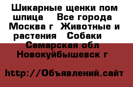 Шикарные щенки пом шпица  - Все города, Москва г. Животные и растения » Собаки   . Самарская обл.,Новокуйбышевск г.